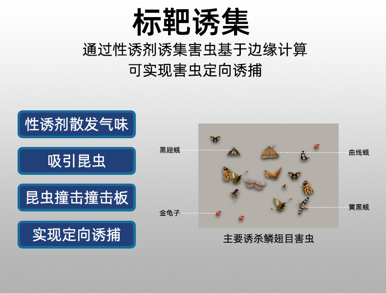标靶虫情监测(图11)